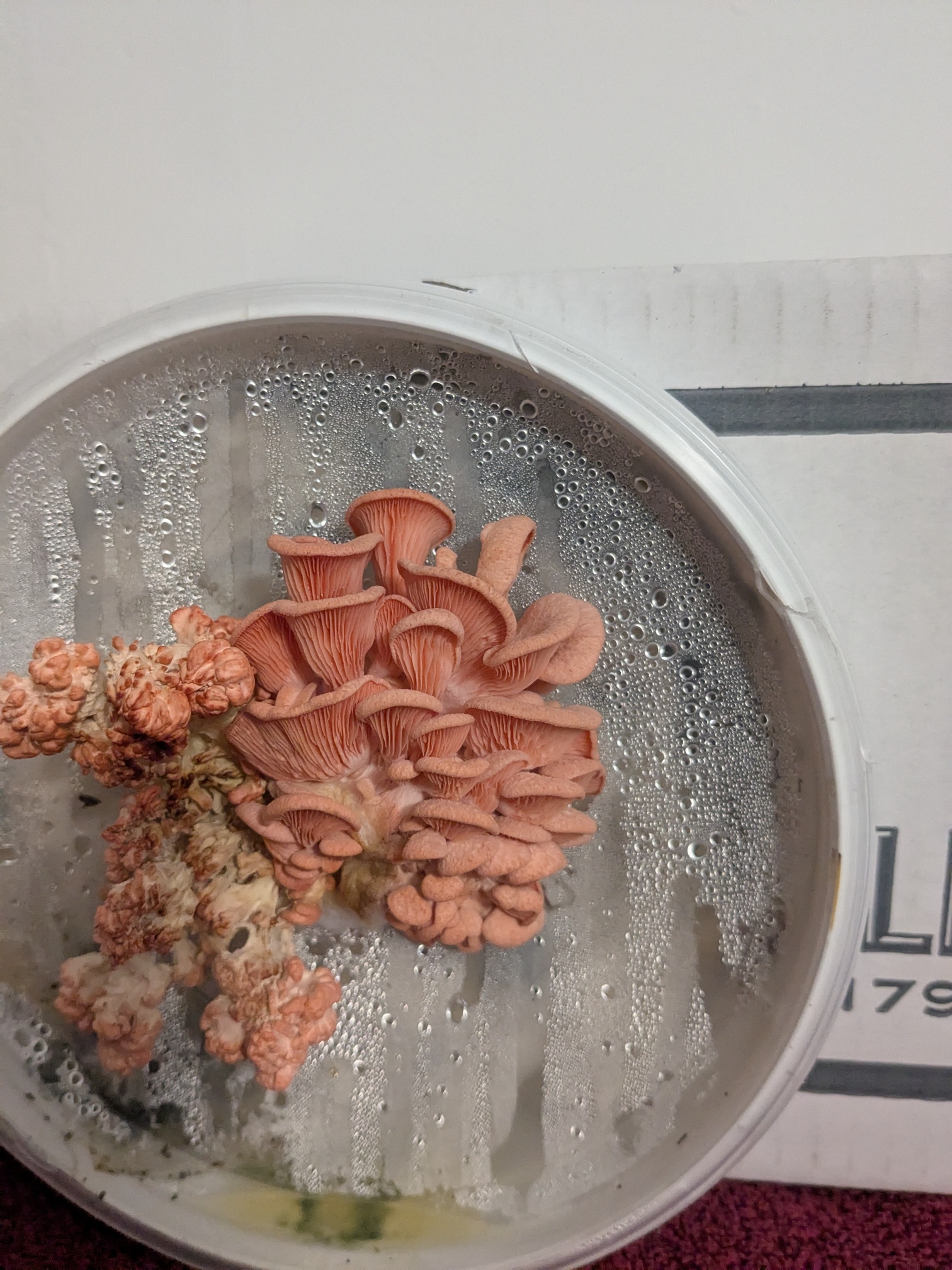 Pink Oyster Mushrooms