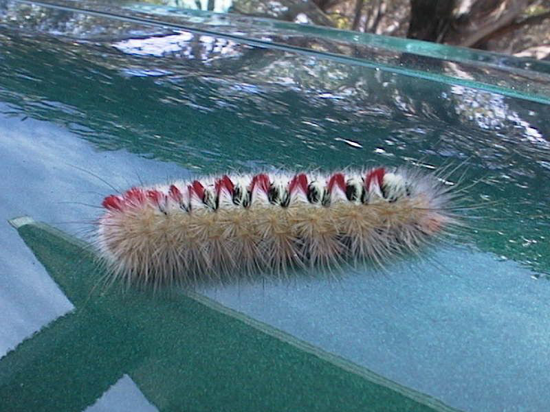 Sparshall's Moth Caterpillar