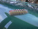 Sparshall's Moth Caterpillar